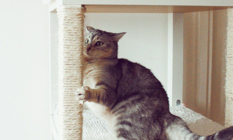 griffoir chat pied de table