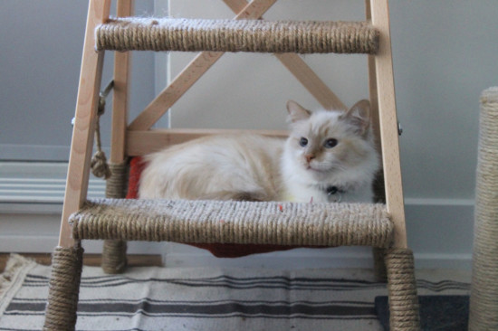 DIY Cat tree with hammock