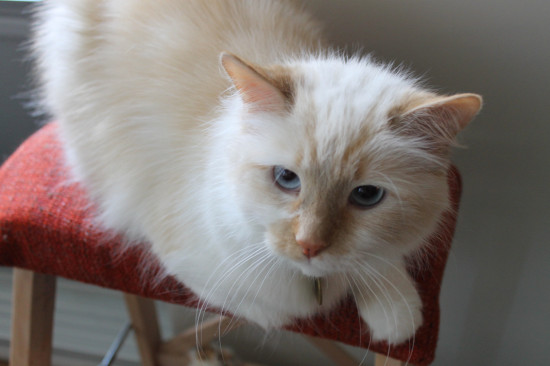 DIY cat tree with hammock
