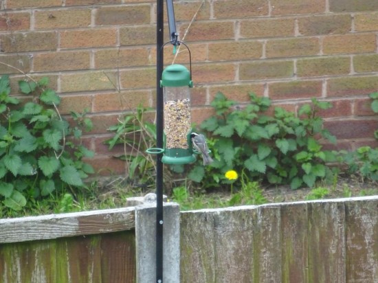 Bodo bird feeder