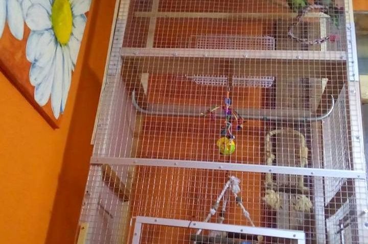 Cages Pour Oiseaux Ikea Une Nouvelle Maison Pour Mes Perroquets