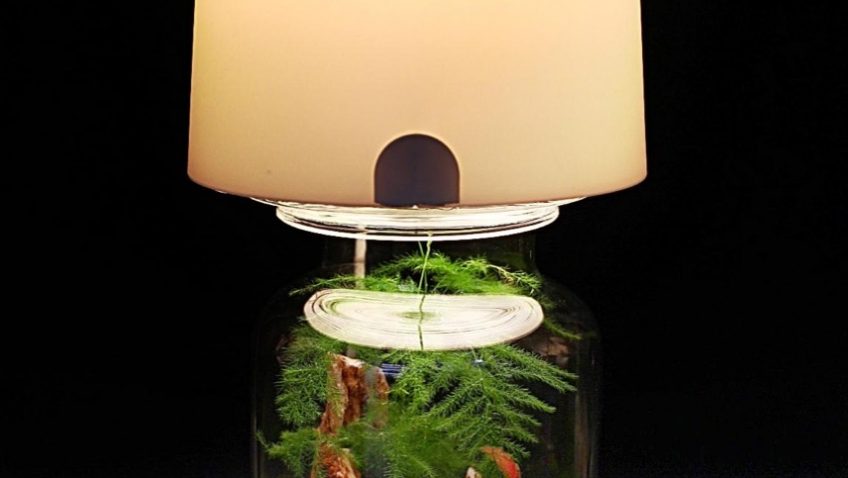Lampe-terrarium: une bidouille très simple pour votre jardin miniature