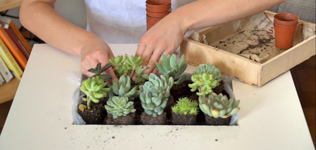 DIY succulent table IKEA Hack